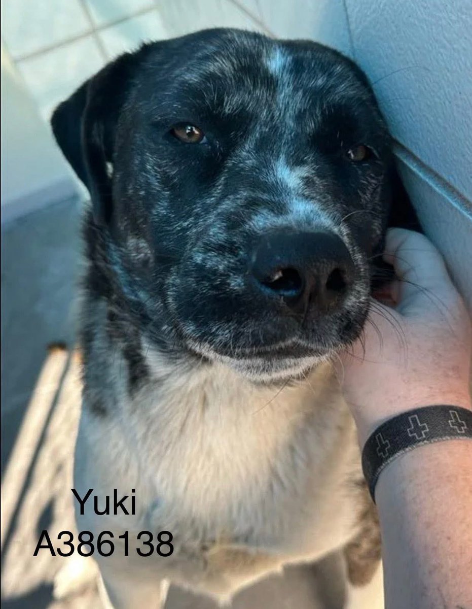 SamfromSpain♥️🐕🦮🐈‍⬛🐈 tweet media