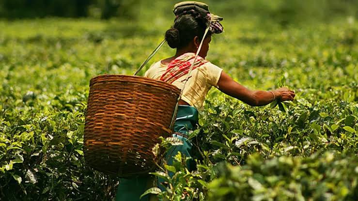 World Insights tweet media