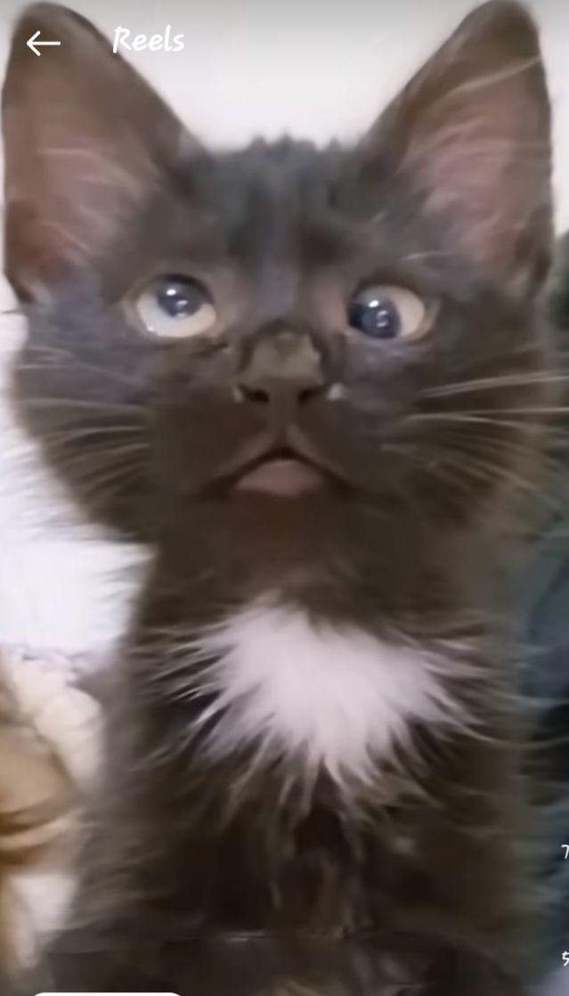 Nana VERÁ A BTS tweet media