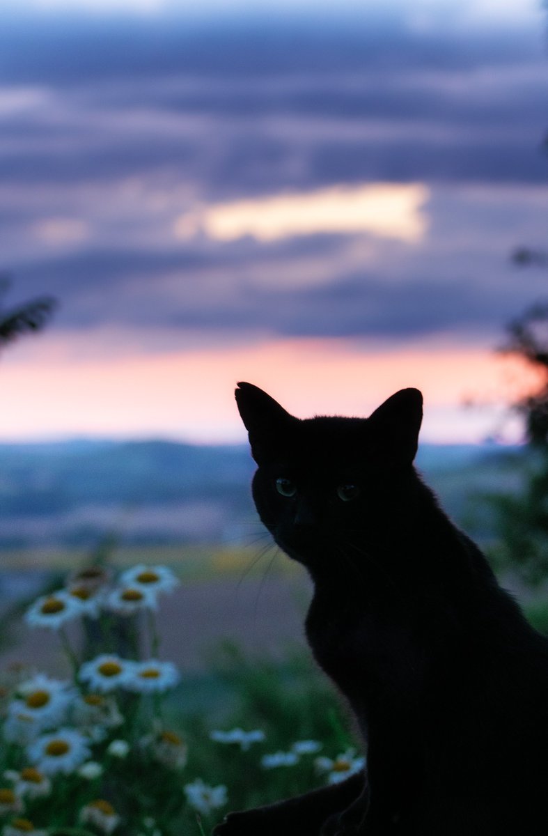 FocalZero tweet media