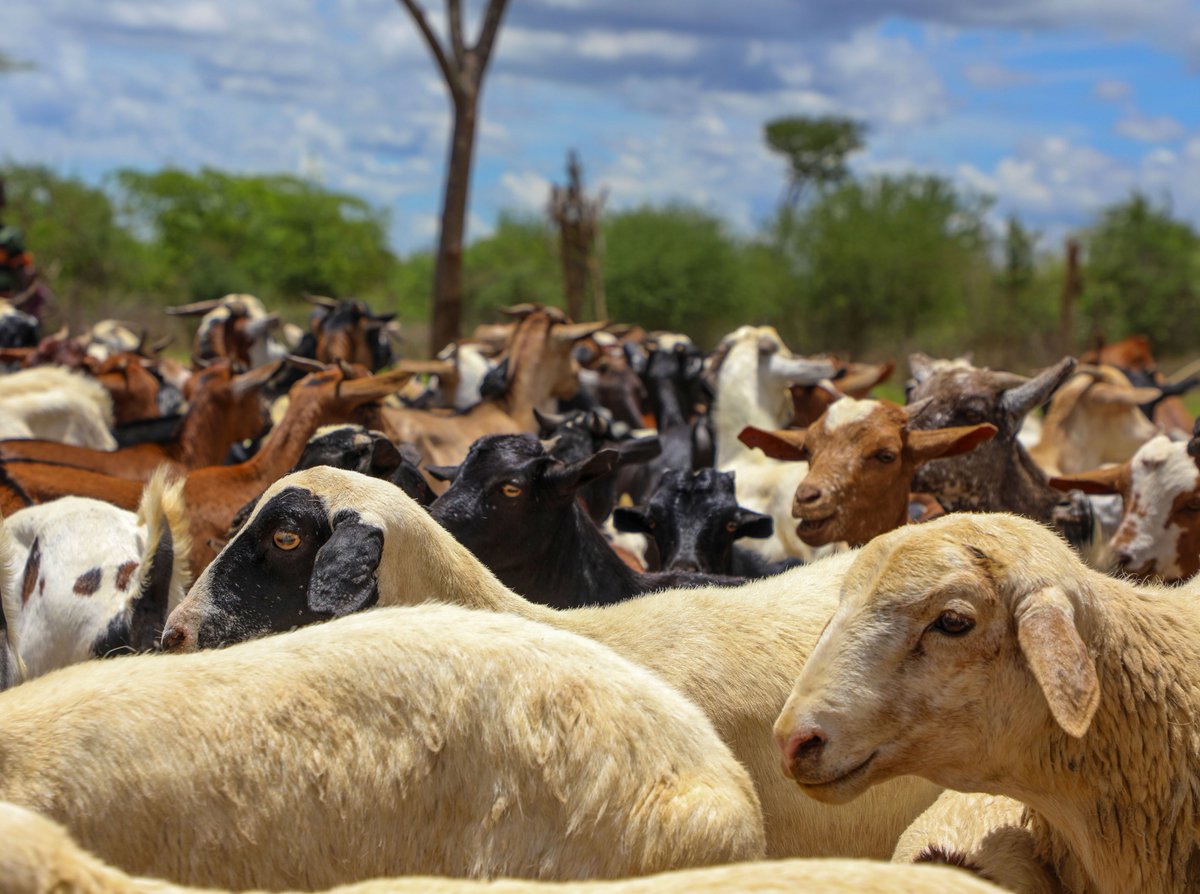 FAO in Uganda tweet media