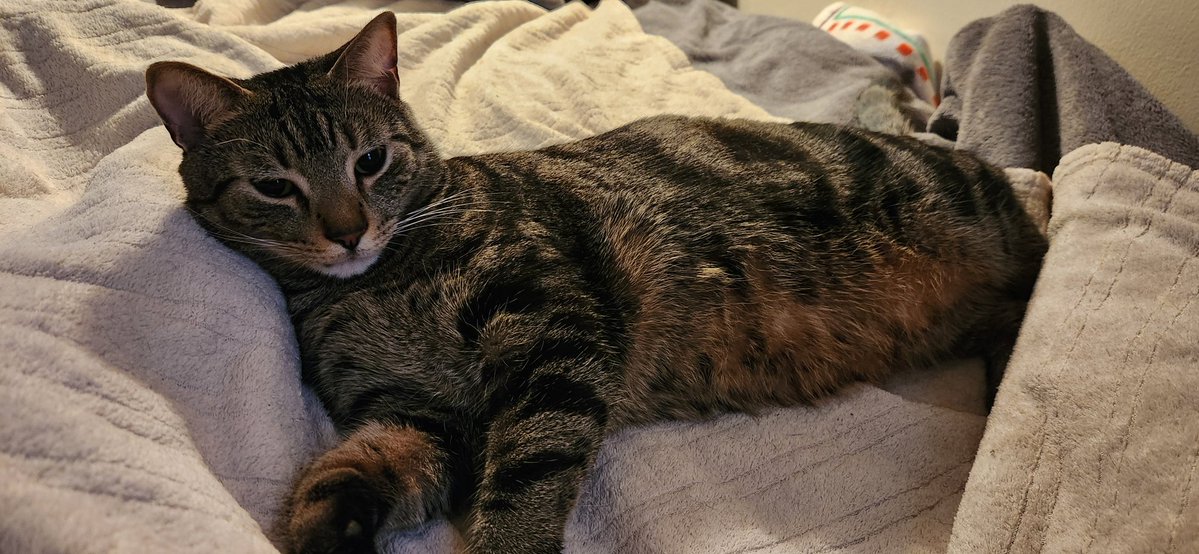 𝔽eral ℙawg ℍunter tweet media