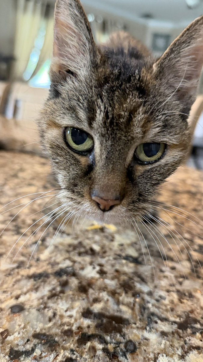 Jeremy (Main Street Magic) tweet media