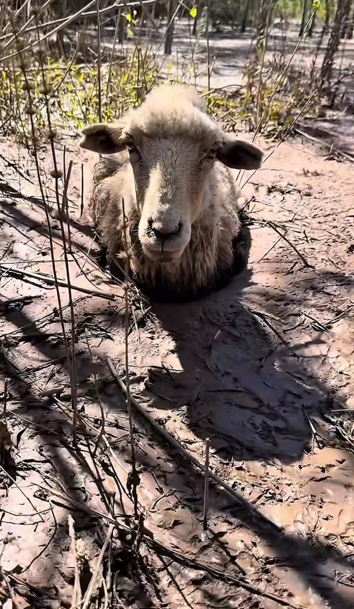 Alicia Novillo tweet media