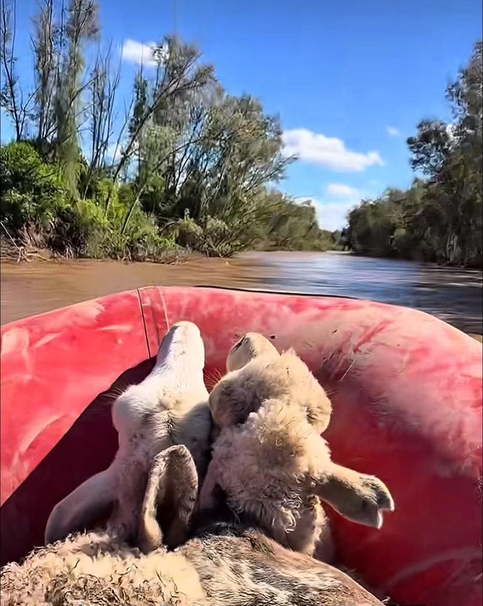 Alicia Novillo tweet media