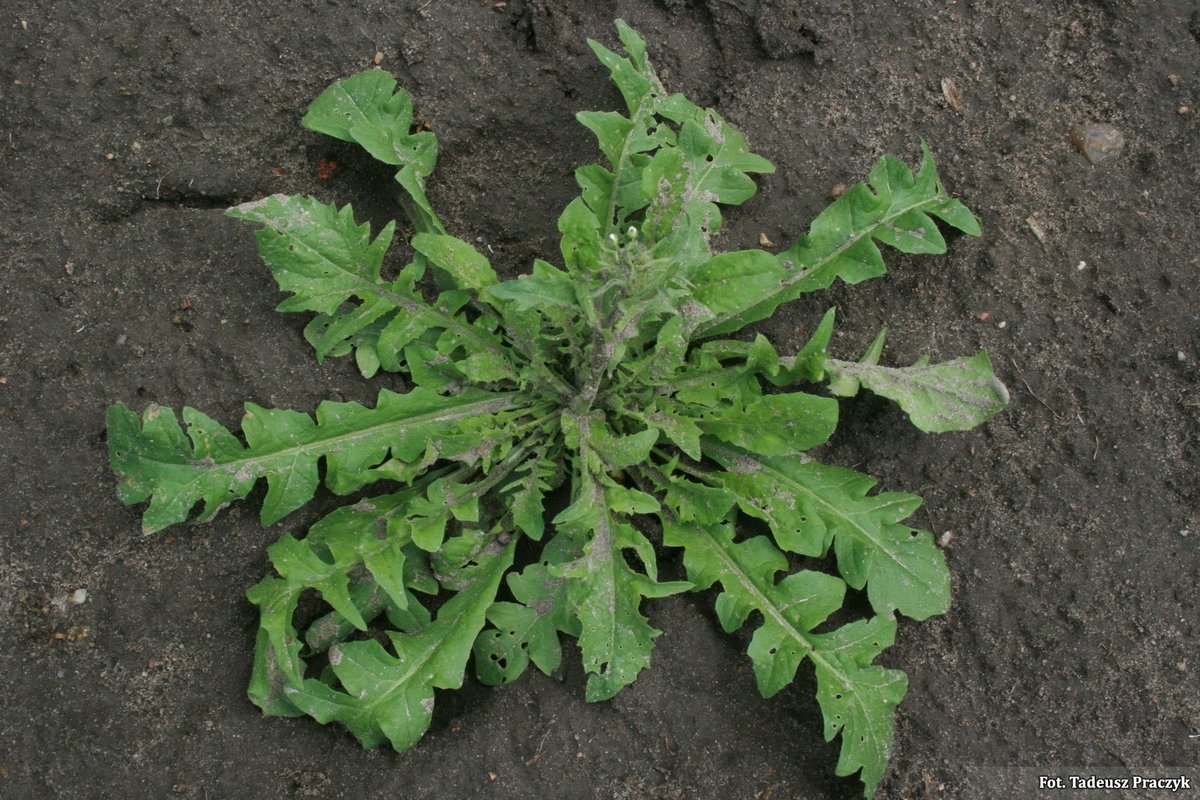 Marcin Osowski tweet media