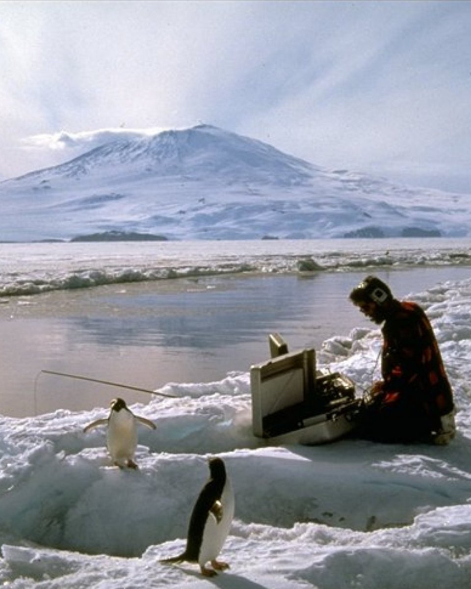 Hubbs-SeaWorld Research Institute tweet media