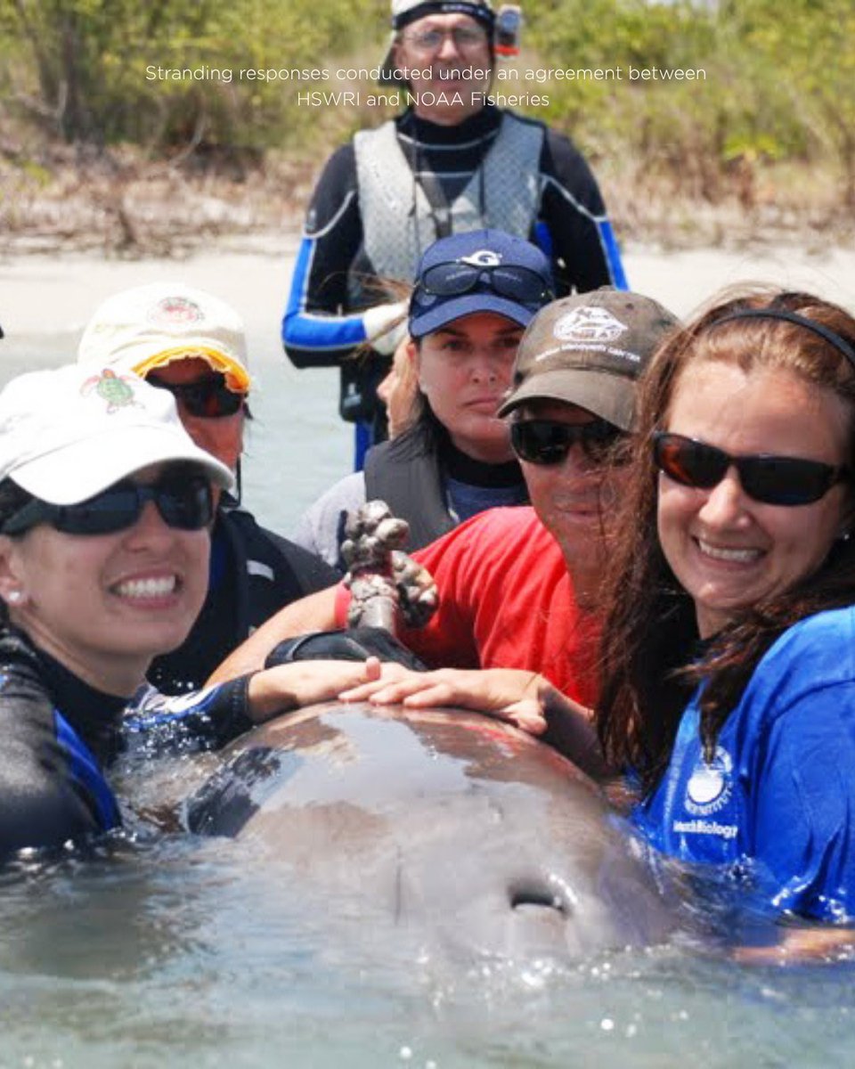 Hubbs-SeaWorld Research Institute tweet media