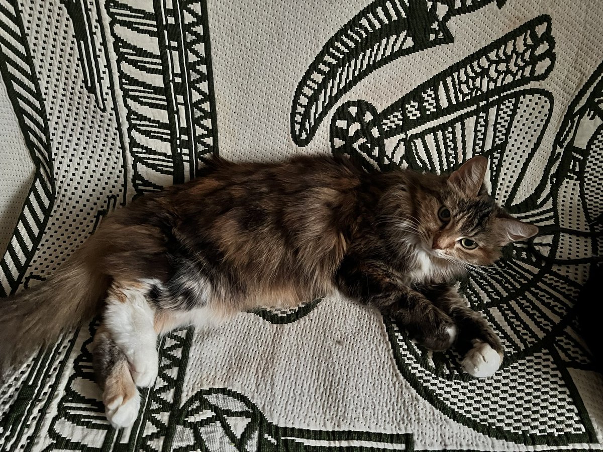 М.Охова tweet media