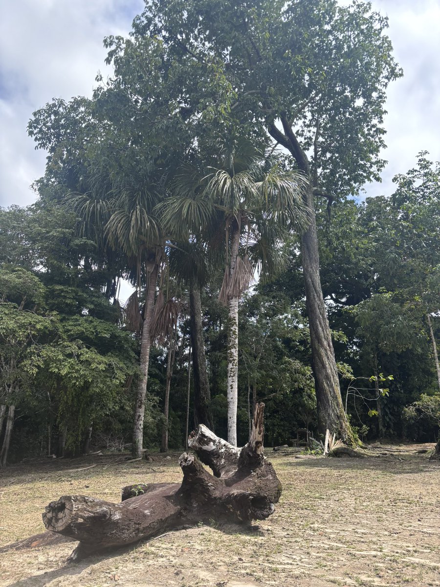 Cris 🇨🇴🇧🇷🏹🪇 tweet media