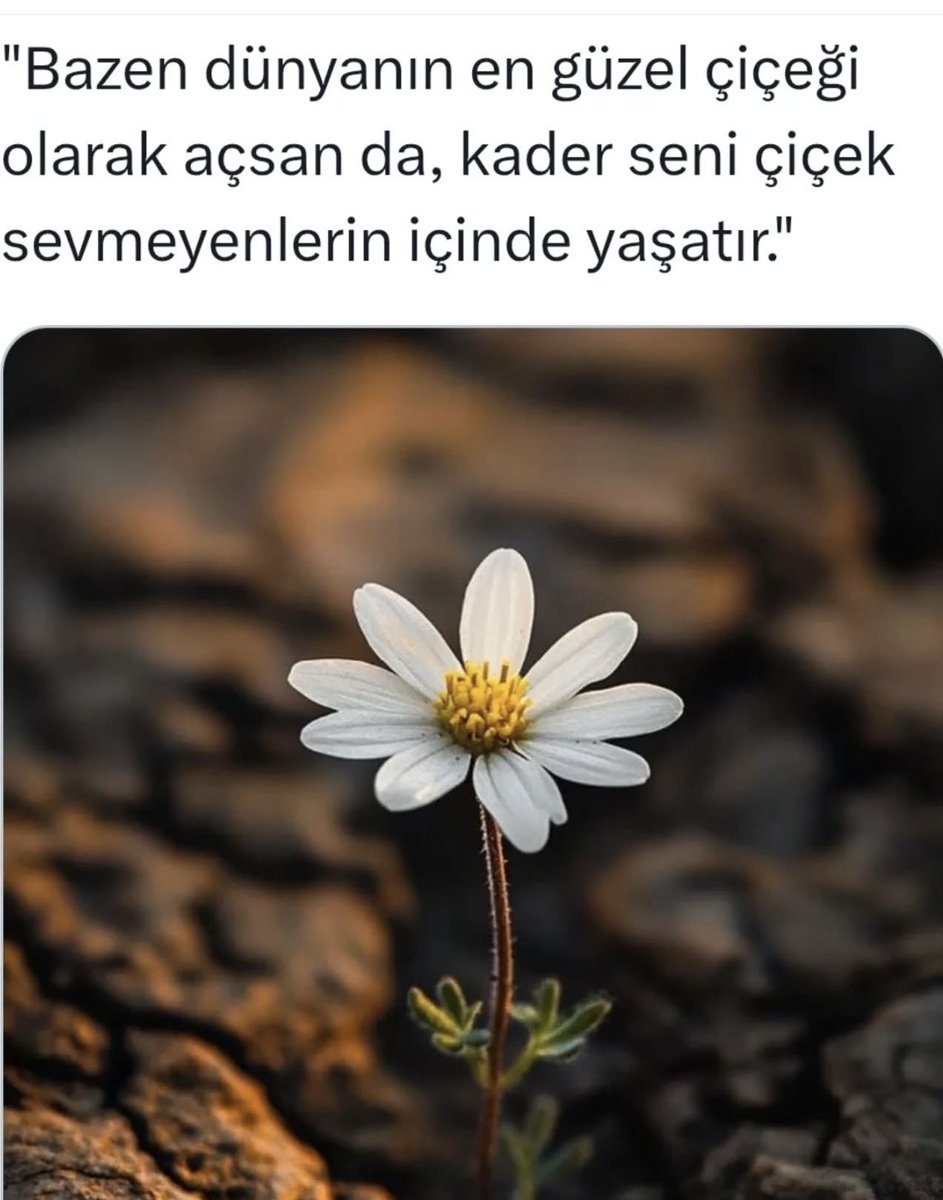 Sibel Şengül tweet media