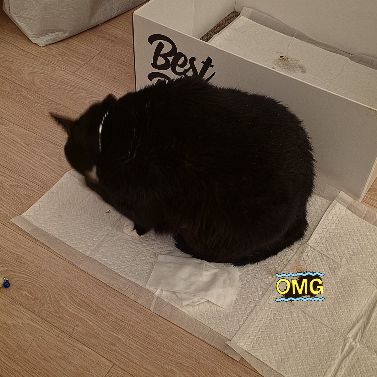 코메✦Vtuber🐈‍⬛☄️ tweet media