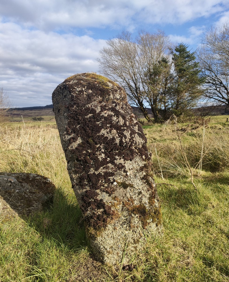 Ireland's Trees & Mythology tweet media