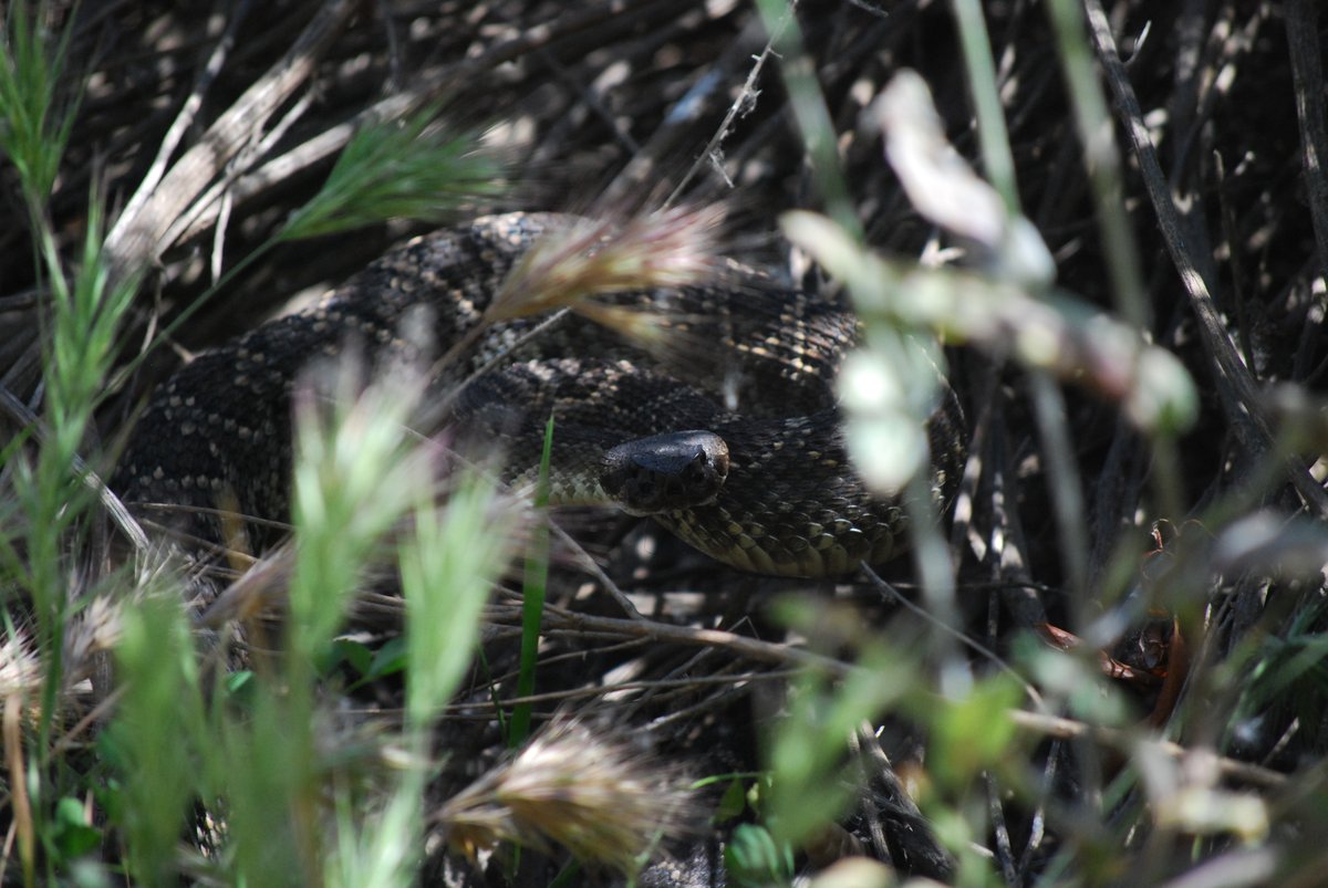 Hi im Rune tweet media