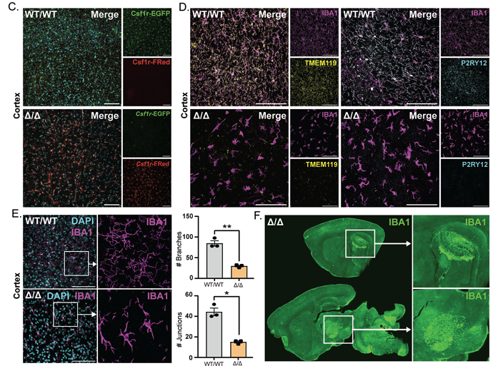 LabWaggoner's tweet photo. @biorxivpreprint Depletion and replacement of tissue resident macrophages in mice with germ-line deletion of a conserved enhancer in the Csf1r locus
https://t.co/EeLkkkB39U 🇦🇺 https://t.co/xO7JhOTS5N