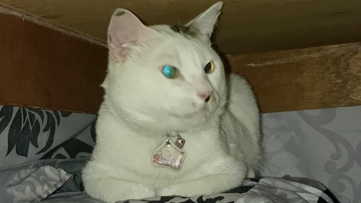 天马行空小美沙 ֙⋆ tweet media