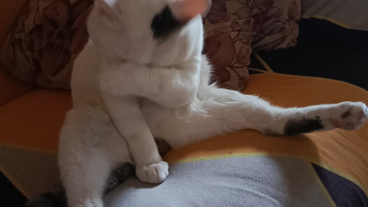 天马行空小美沙 ֙⋆ tweet media