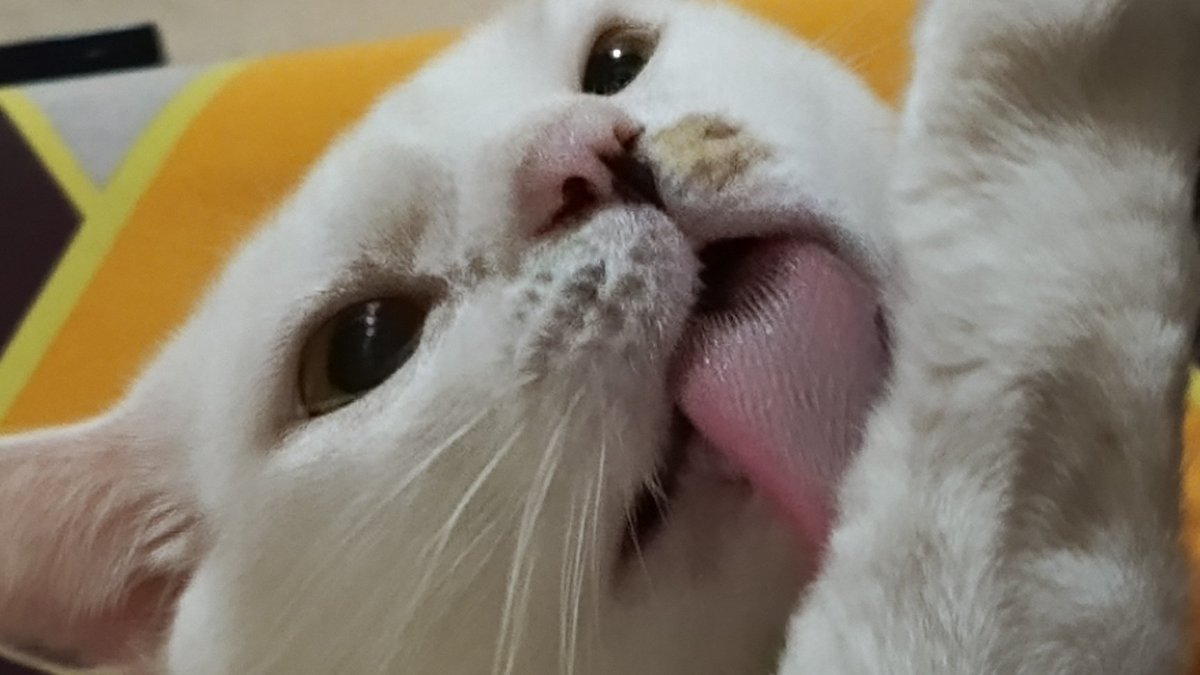 天马行空小美沙 ֙⋆ tweet media