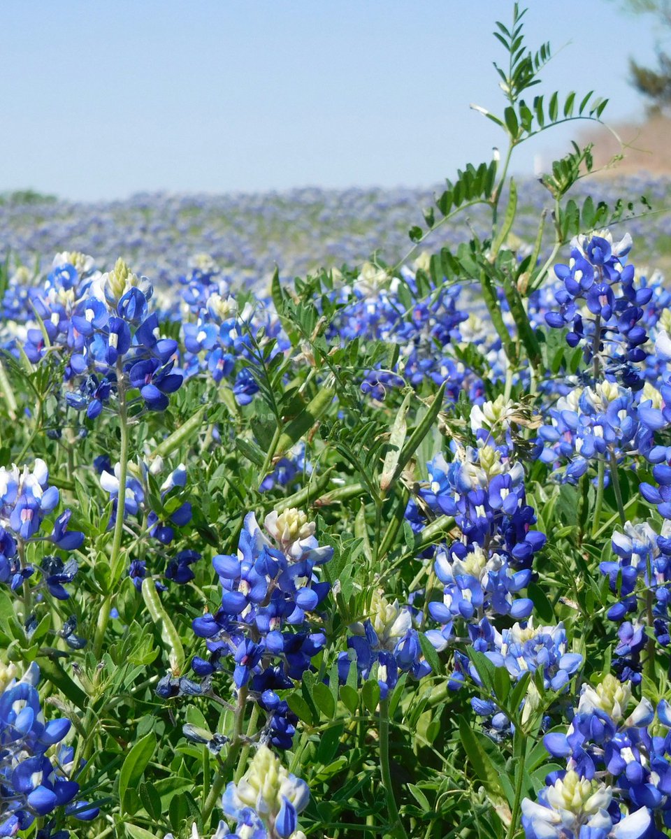 Good Sam tweet media