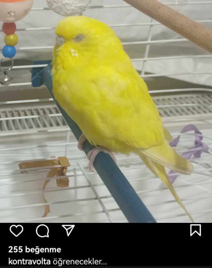 Etoile eteinte tweet media