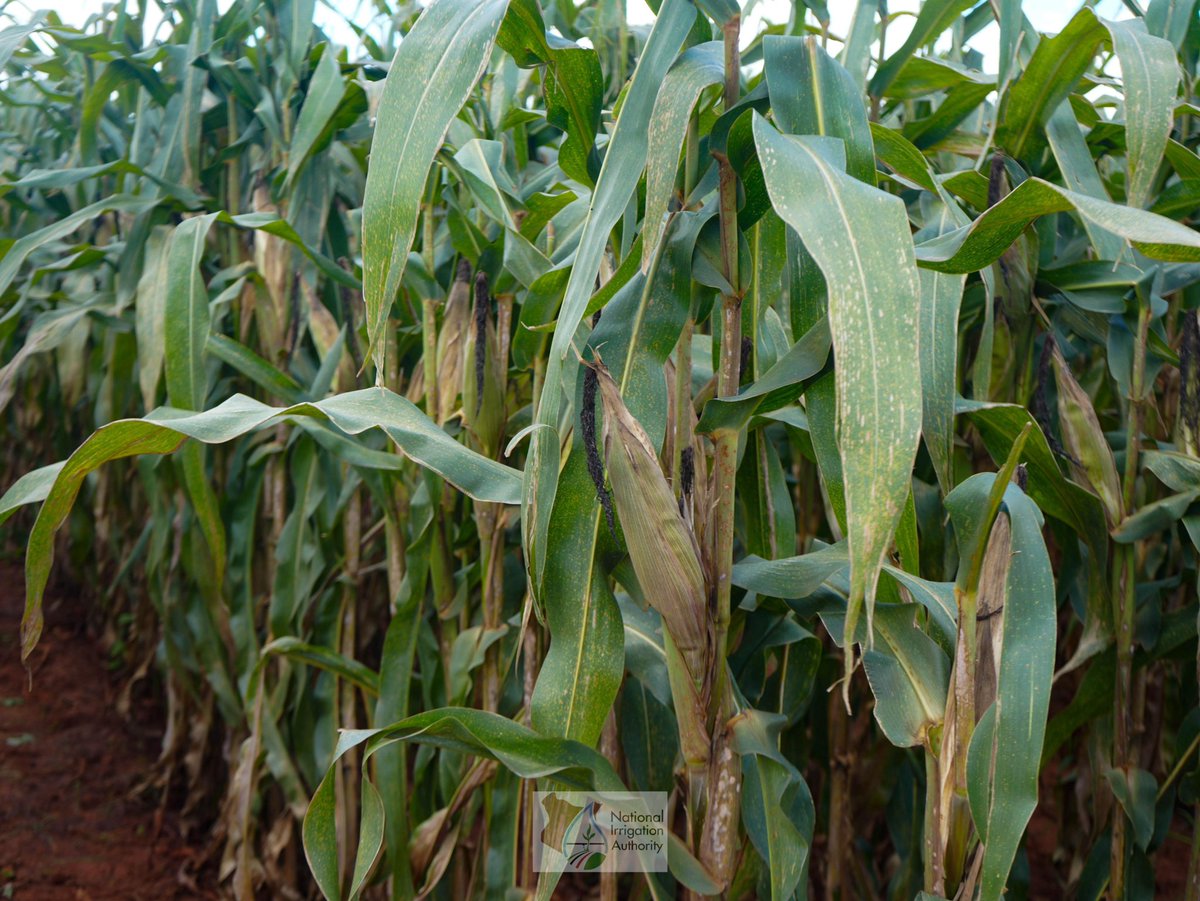 Eng. Jairus Serede tweet media