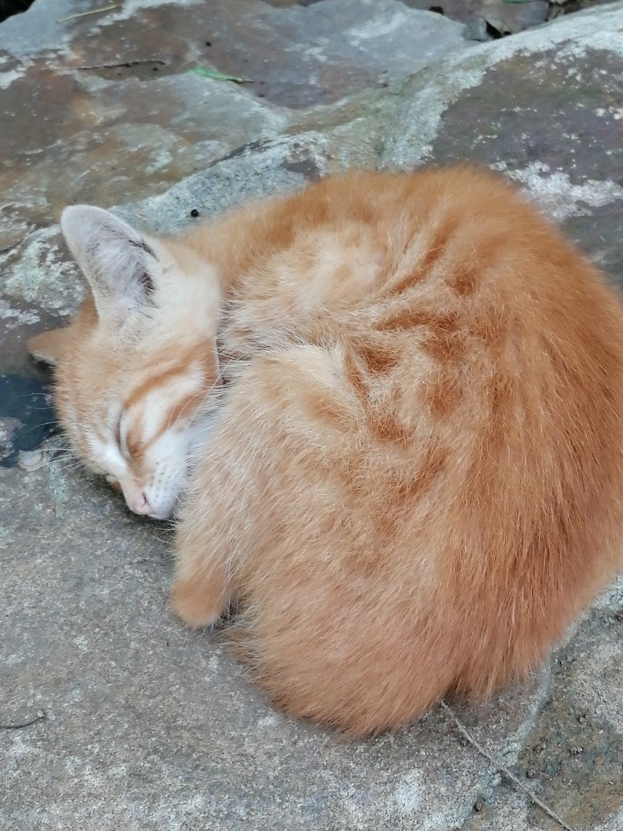 michael chambers tweet media