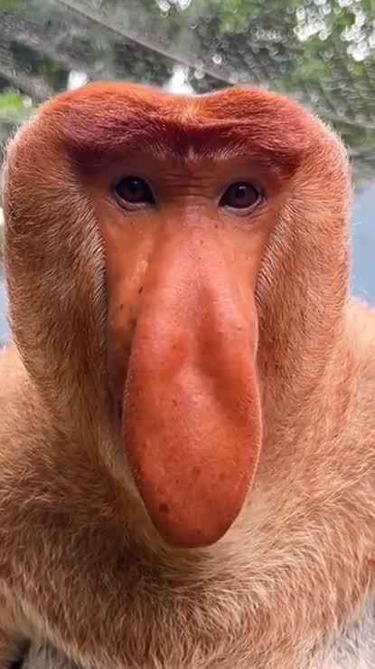 NathanMX11's tweet photo. @SrgioQuintanil2 @Shitpostdopint0 "ue gordão, quem sumiu foi vc, a ultima postagem foi minha rsrs, tava dando esse toba com gordura?" Eu não sou vagabundo igual vc não tenho mais oq fazer seu estupradinho kkkkkkkkkkkkkkkkk https://t.co/hJUG6Wu2N9