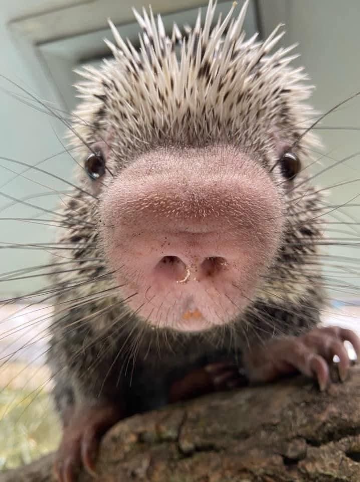 𝒄𝗵𝗮𝗲𝗿𝗶 𝘷𝖺𝗇𝗂𝗅𝗅𝖺. tweet media