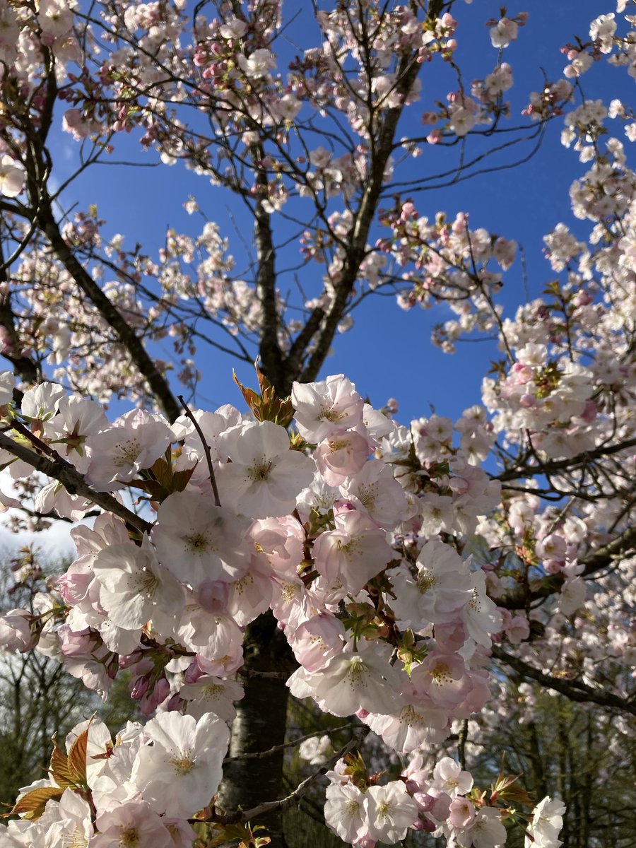 Beautiful Garden tweet media