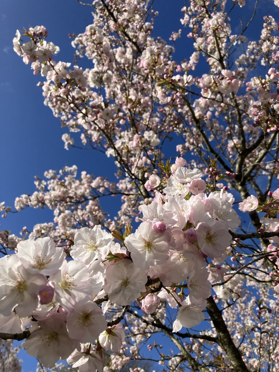 Beautiful Garden tweet media