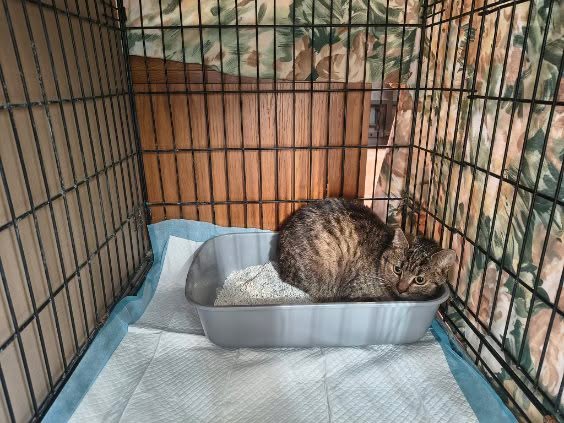 Koty w głowie 🐈 tweet media