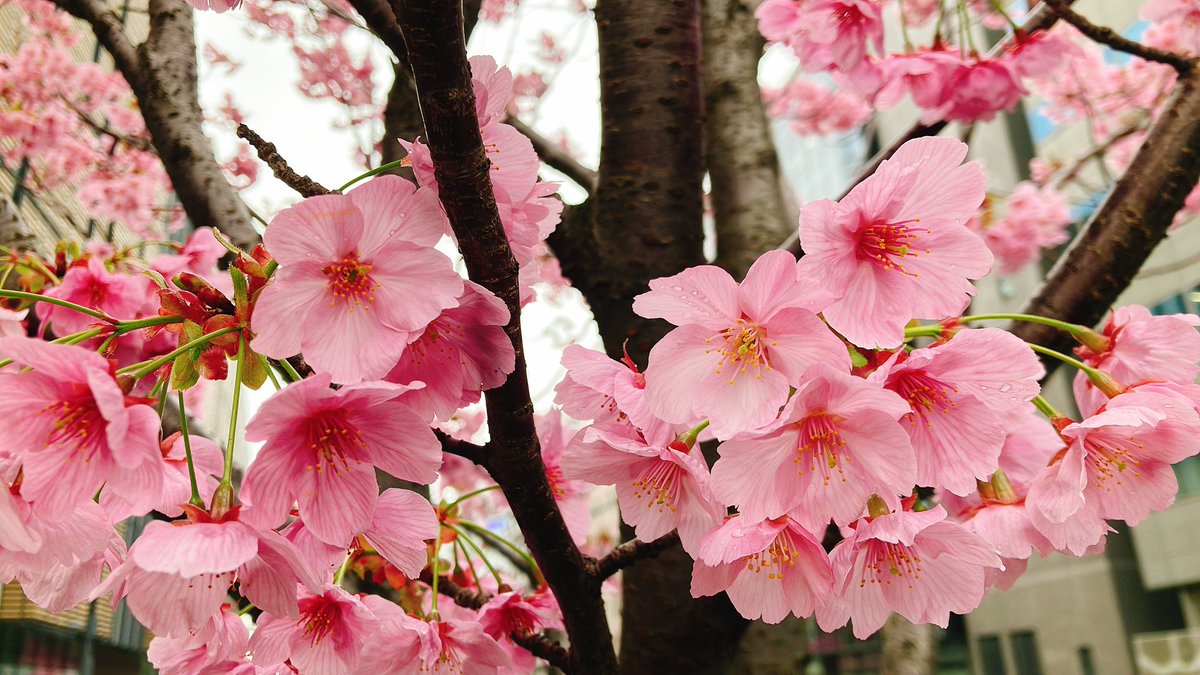 ネピーニャ🐠第2アザラシVtuber tweet media