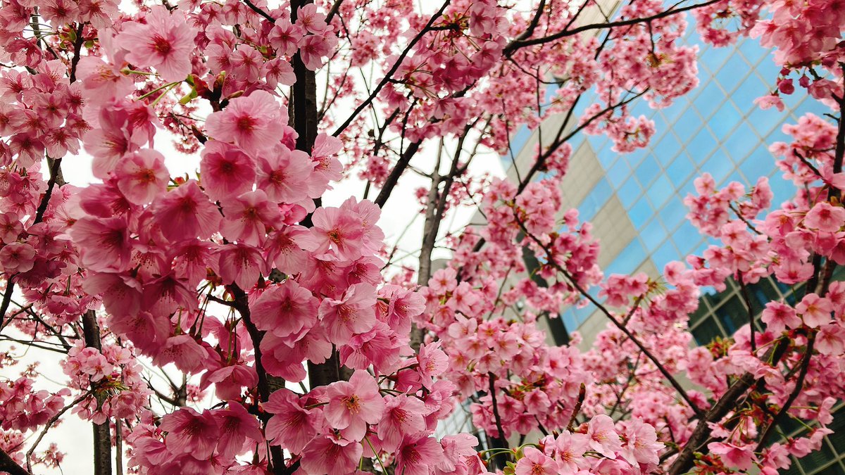 ネピーニャ🐠第2アザラシVtuber tweet media