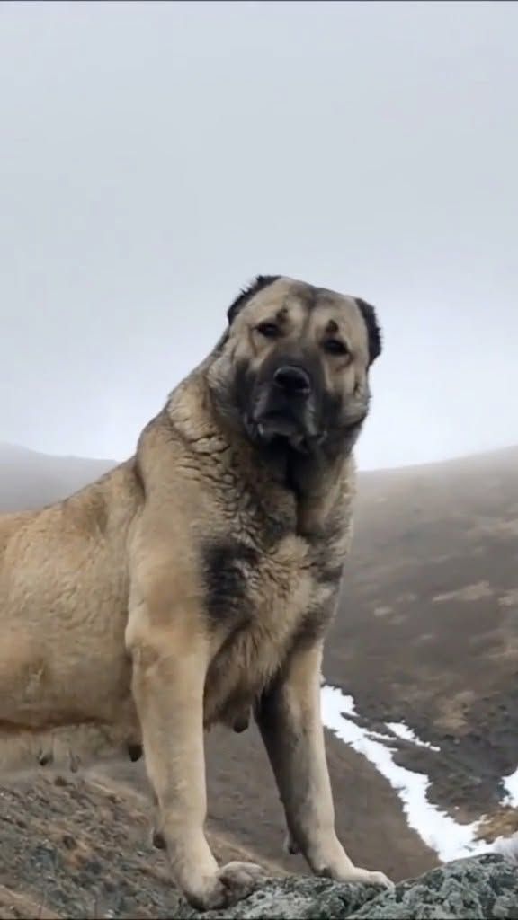 Daily Turkic tweet media