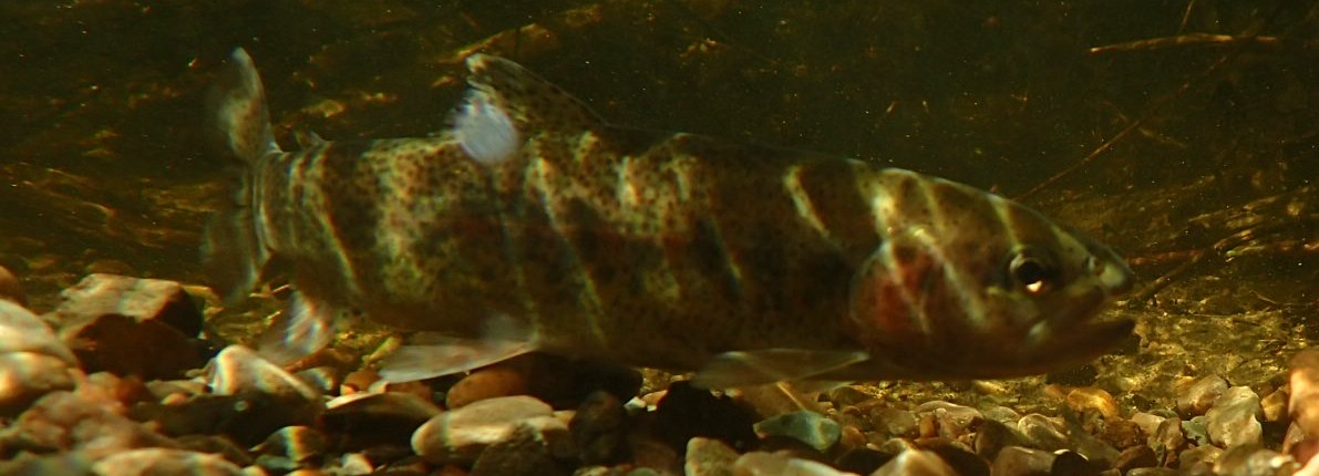 Fisheries and Oceans tweet media