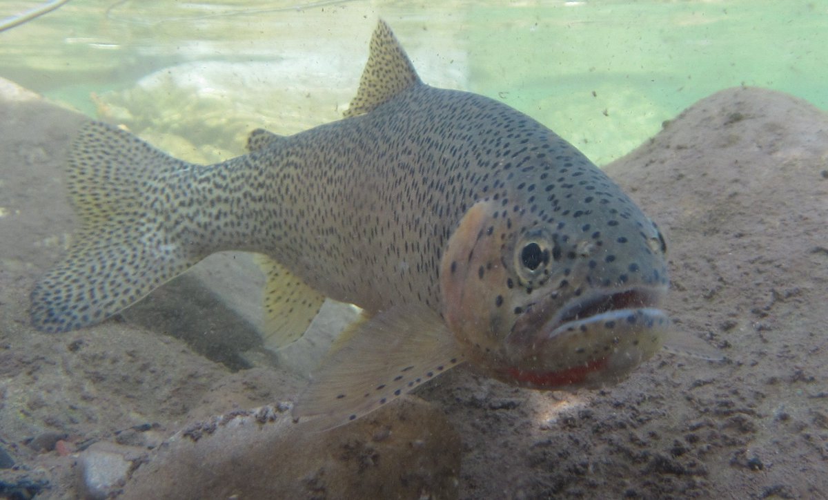 Fisheries and Oceans tweet media