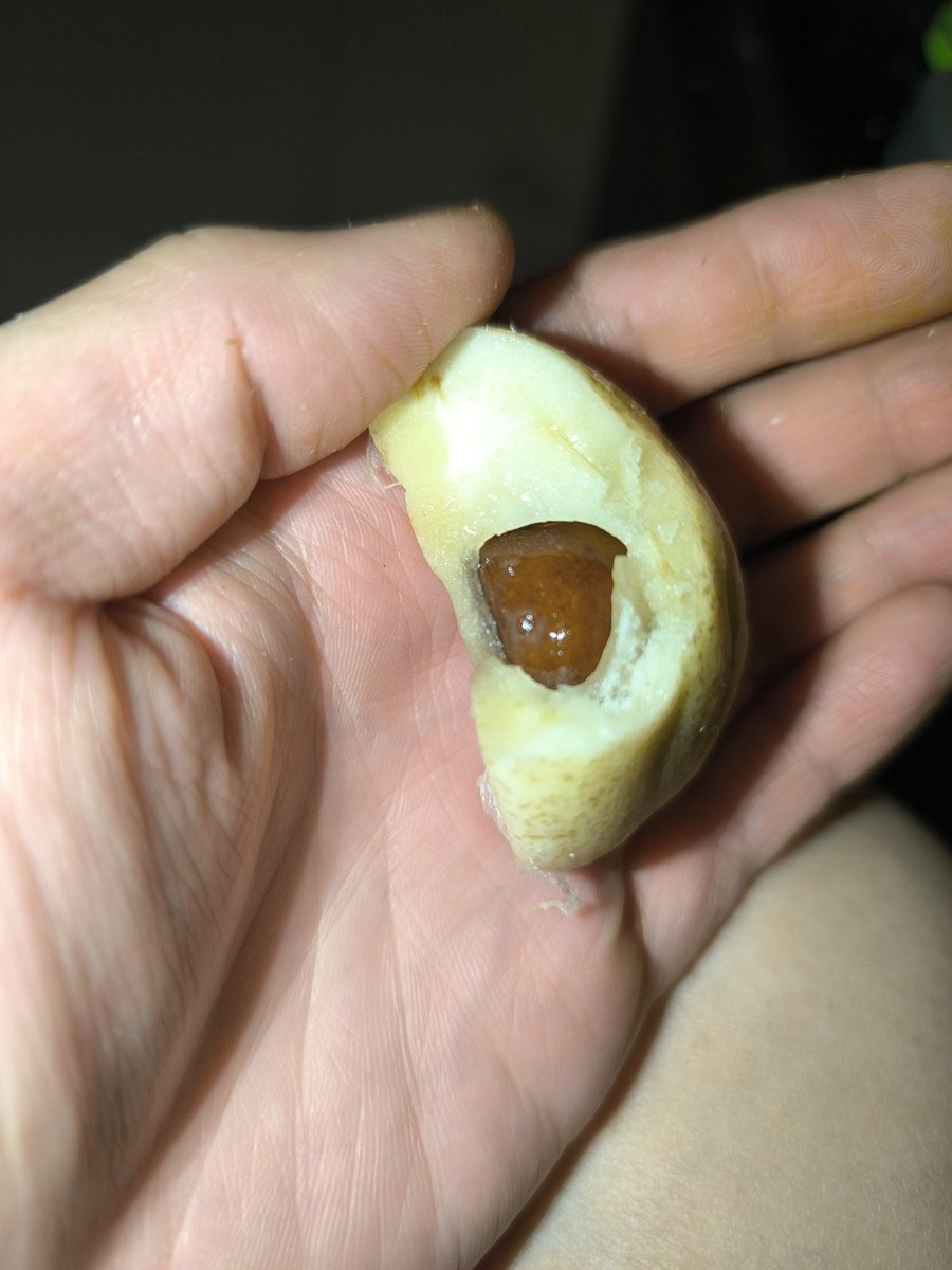 大魔王マッド菜園ティストHI-D tweet media