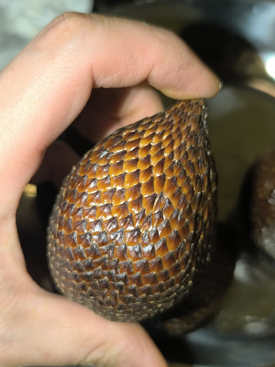 大魔王マッド菜園ティストHI-D tweet media