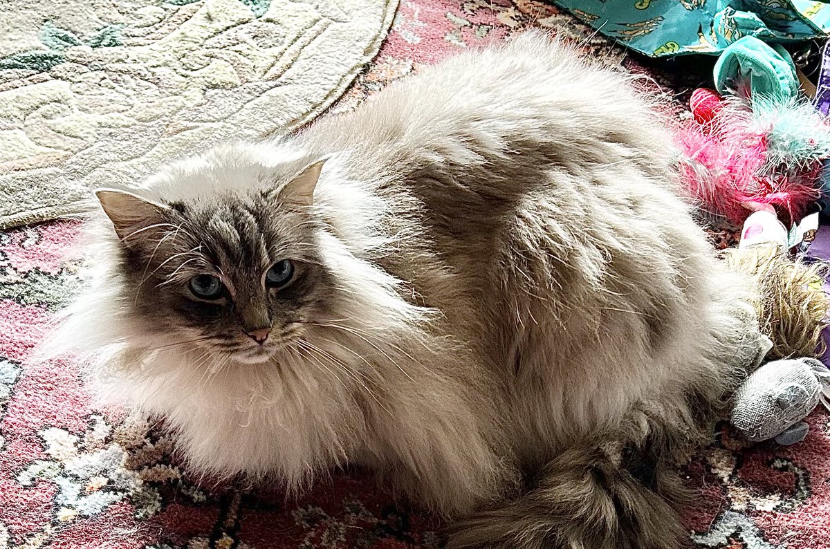 Paul Kay🎧🐾 tweet media