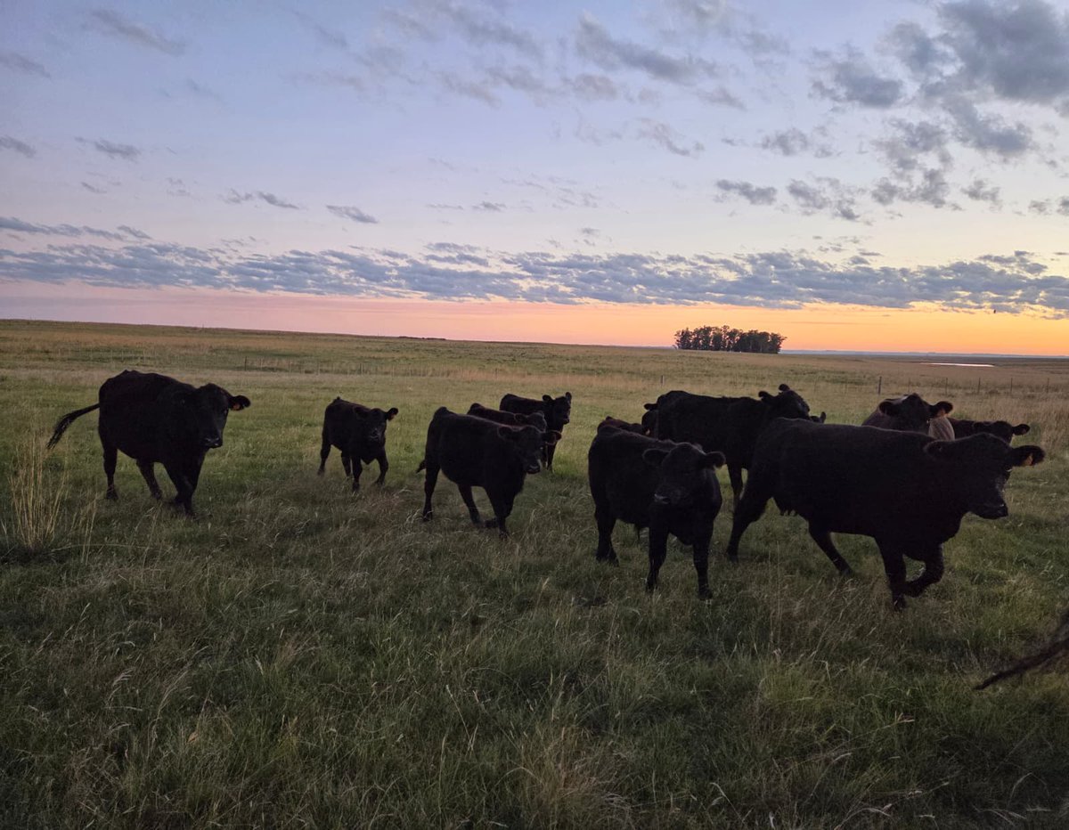 Plan Agropecuario tweet media