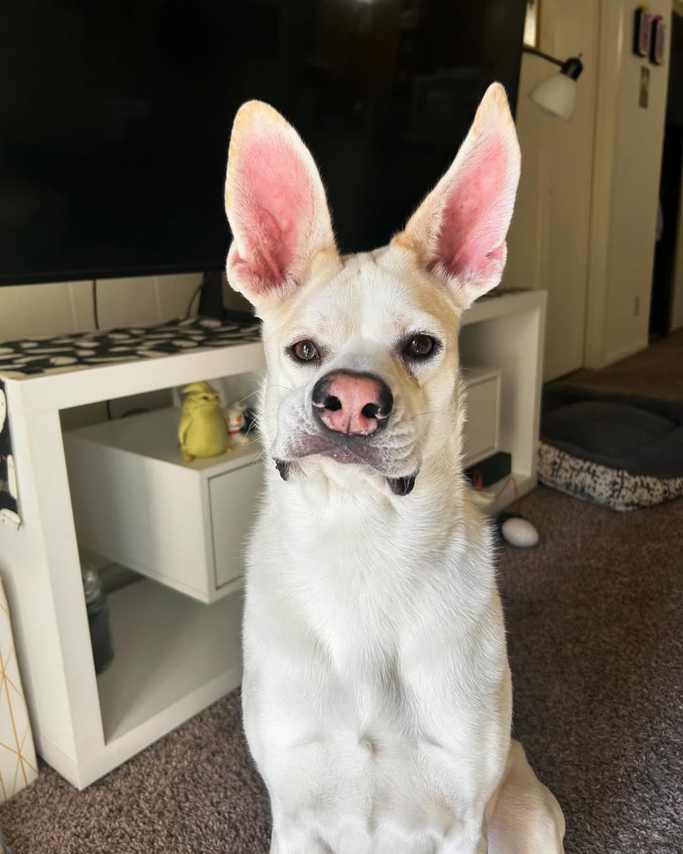 WeRateDogs tweet media