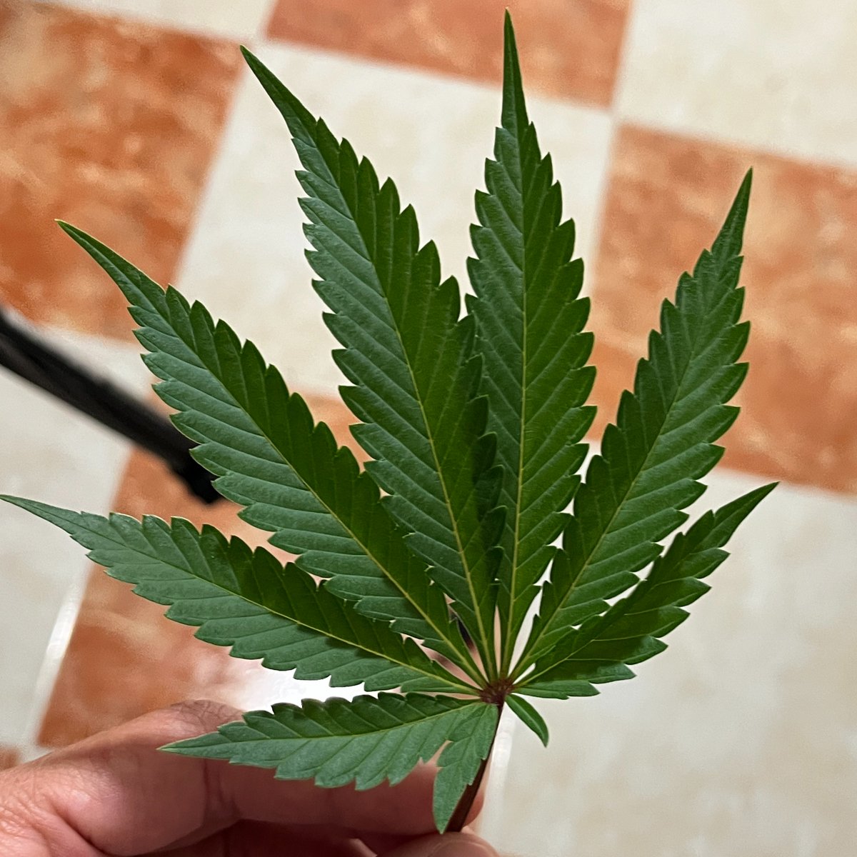 House of Weed tweet media