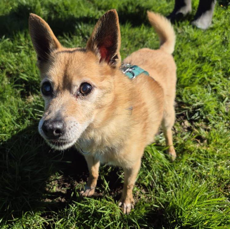 Animal Adoptions UK 🐕🦺🐈🐎❤️ tweet media