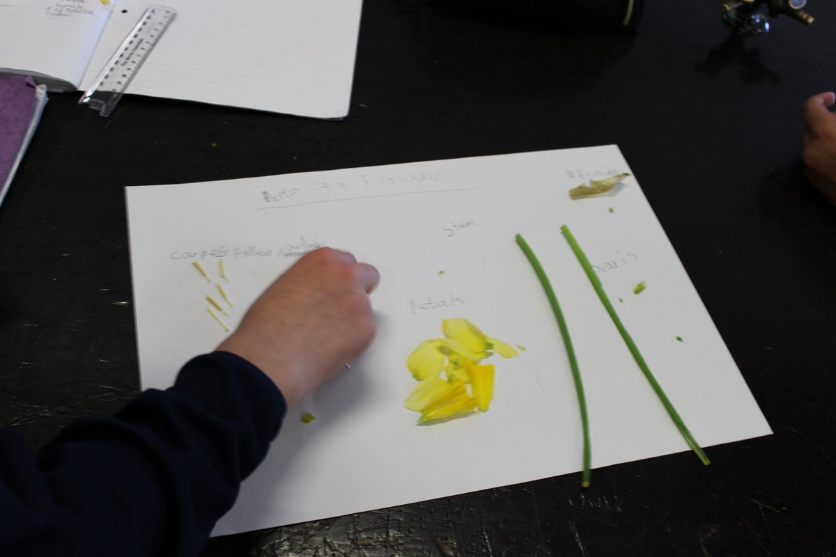 DerbyHighSci's tweet photo. Currently, our Year 7s are learning about reproduction and have gotten the chance to dissect a flower! They were 'Egg'static when they could see the reproductive organs and identify them themselves. https://t.co/FjWqHNPXKj
