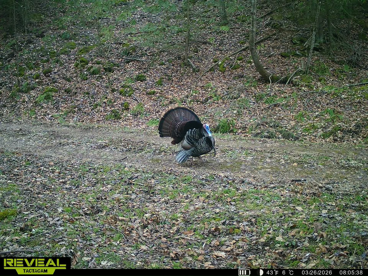 Longbeards tweet media