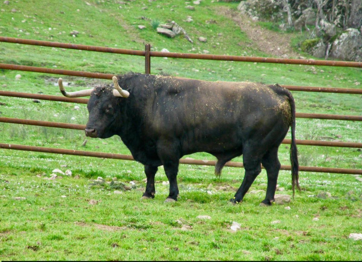 Sentir Taurino tweet media