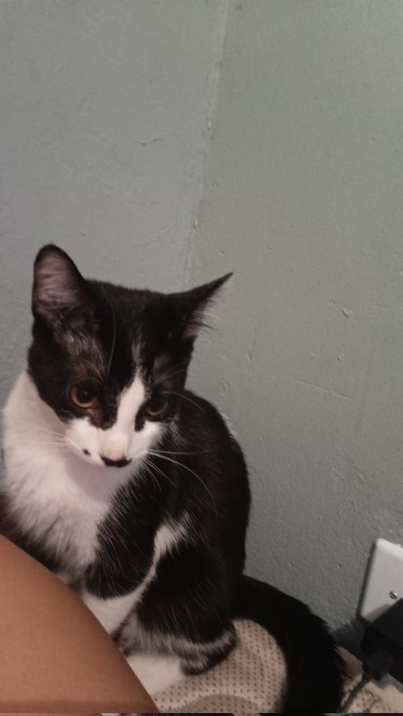 𖤐 Pokispade 𖤐 tweet media