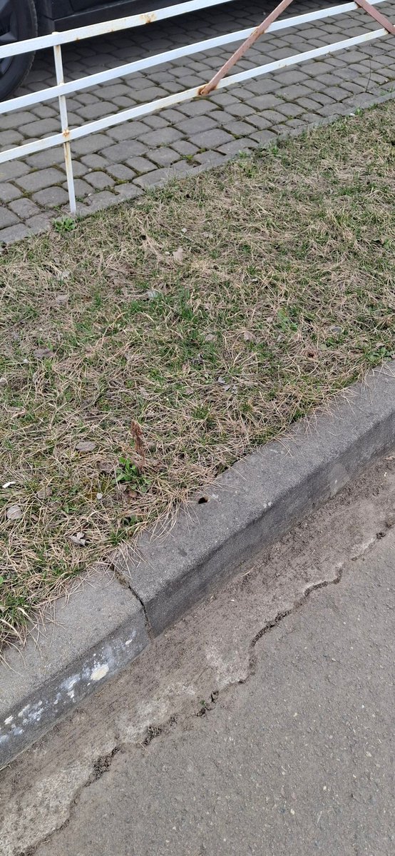 Рижа Хмаринка🇺🇦 tweet media