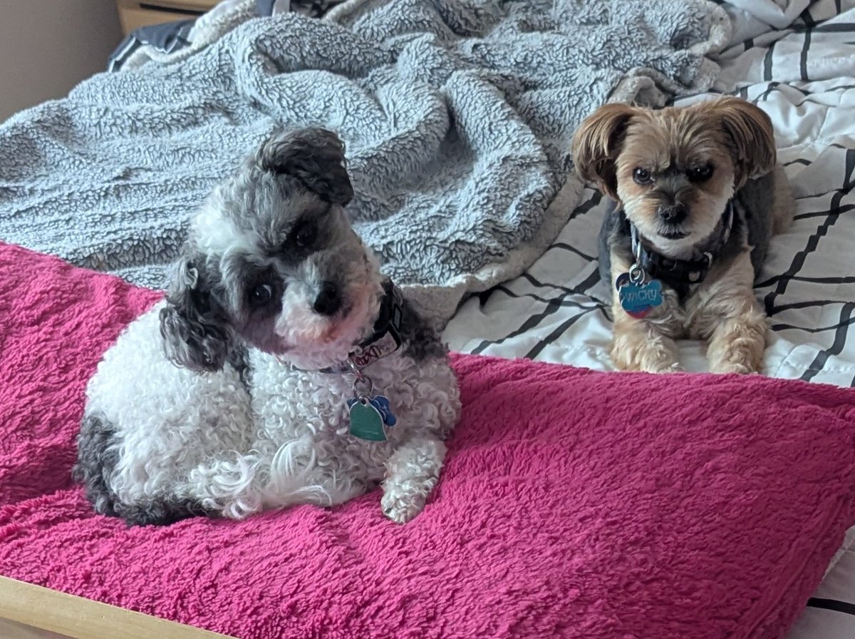 Thomas 🇺🇲 tweet media