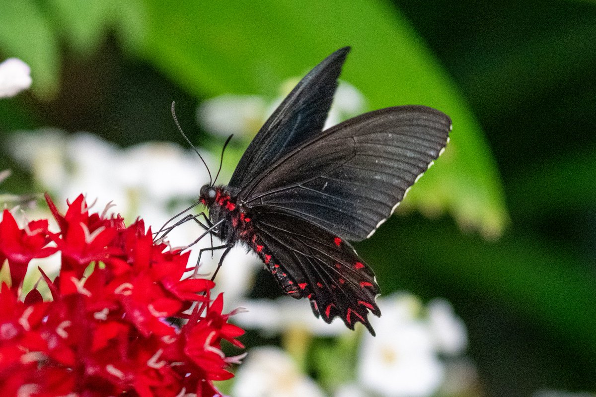 rmourpoppop's tweet photo. Are you a lepidopterist? I've got you! Click on the pics to get your fix! Say hello to the #pinkspottedcattleheart #butterfly These guys are poisonous to predators! 🦋🐛 https://t.co/PH8Ou4v0SB